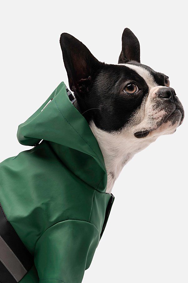 dogs raincoat