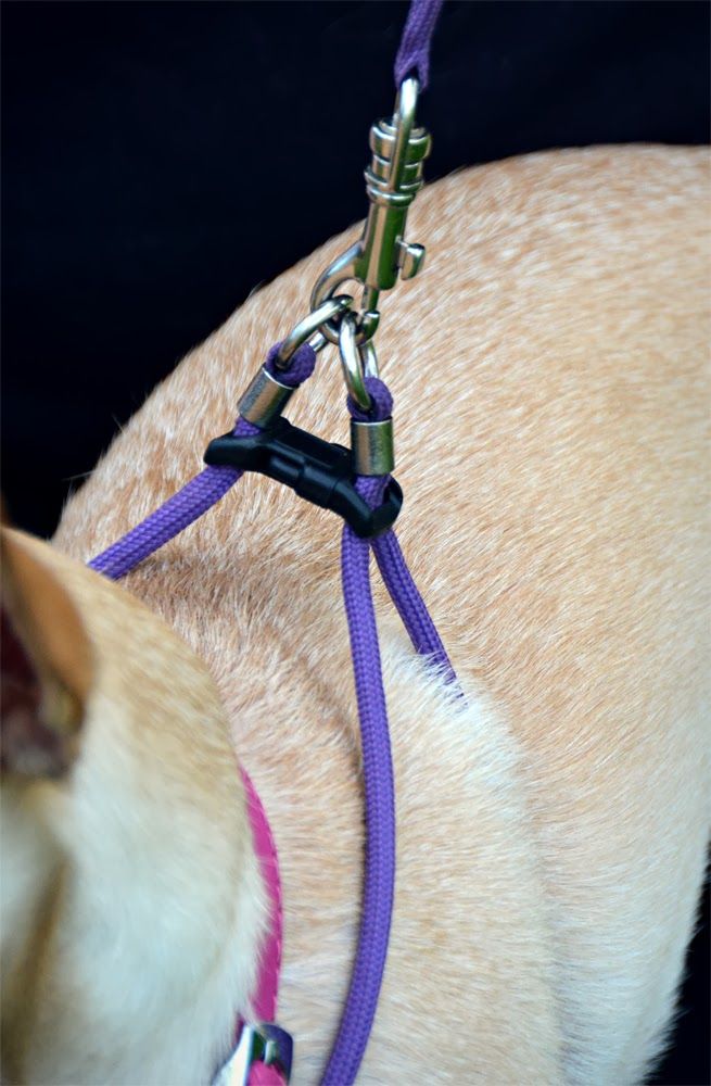 dog with leash