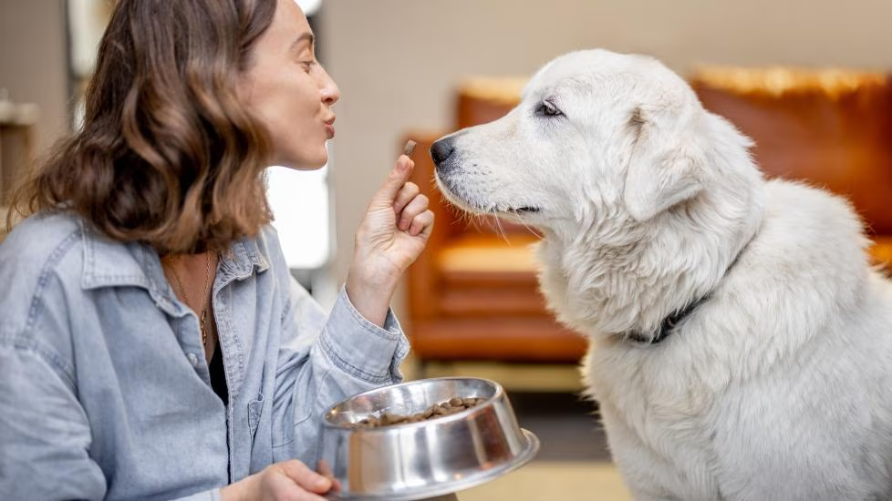 feeding dog with supplement