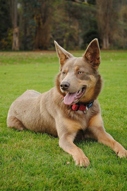 australian kelpie