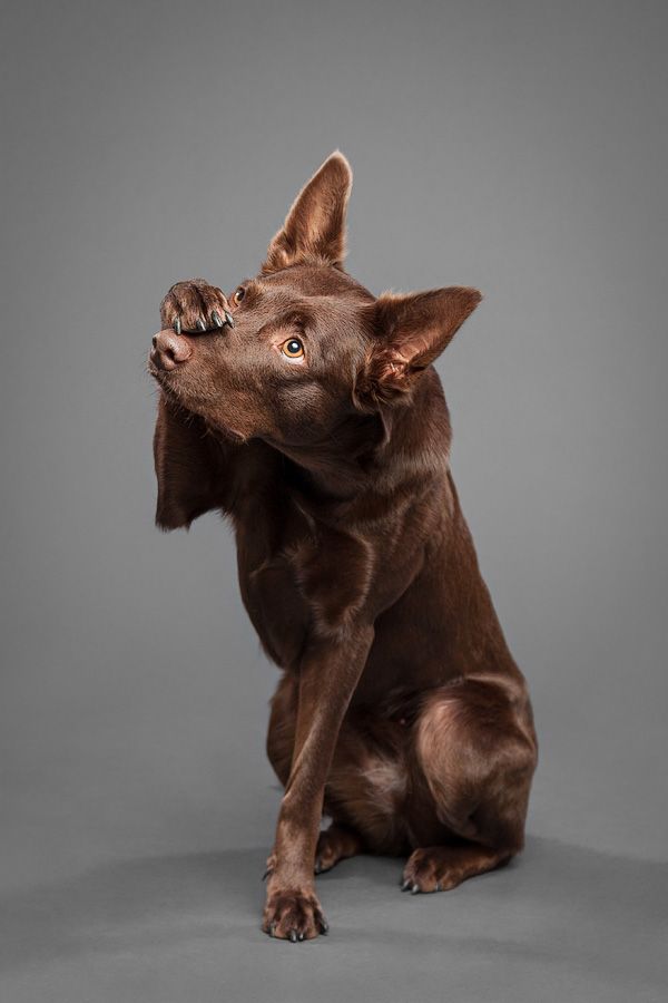 australian kelpie red