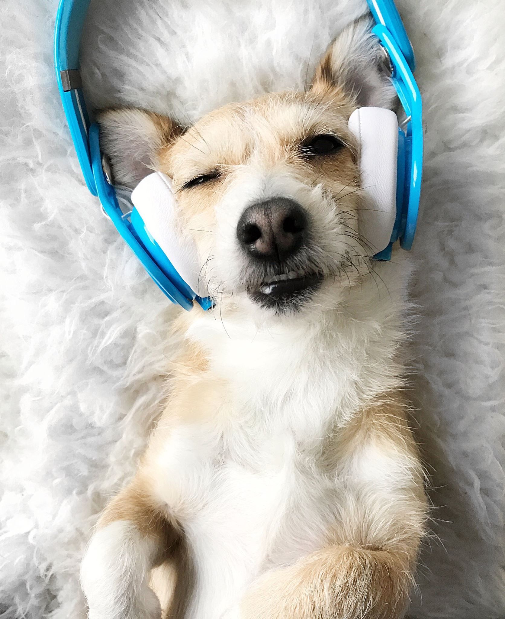 dog with earphones