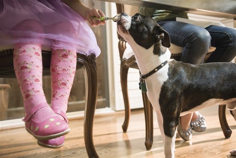 dog under the table