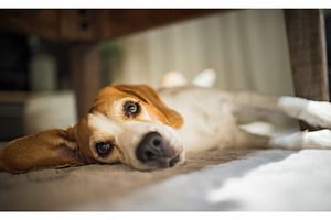 dog under the table