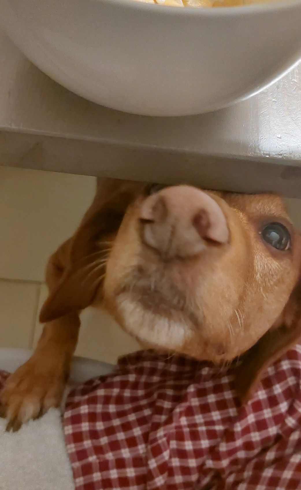 dog under the table