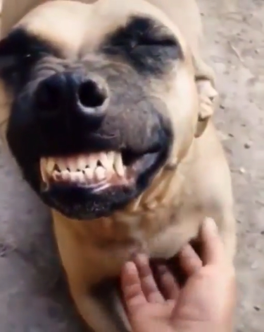 smiley dog