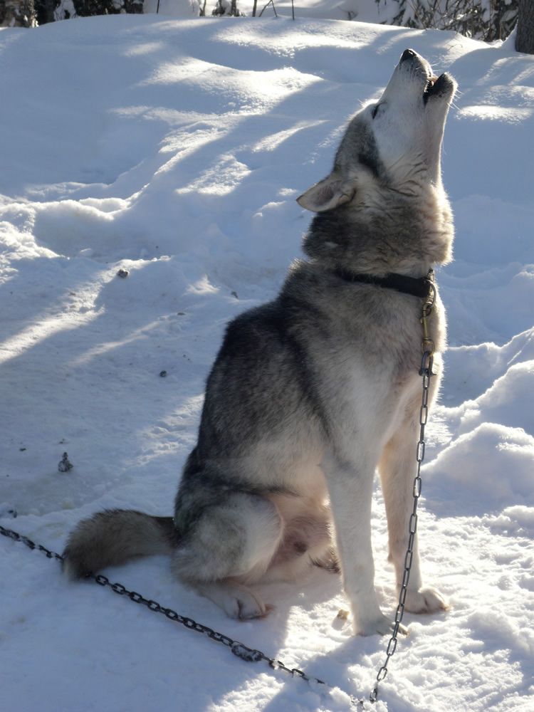 howling dog