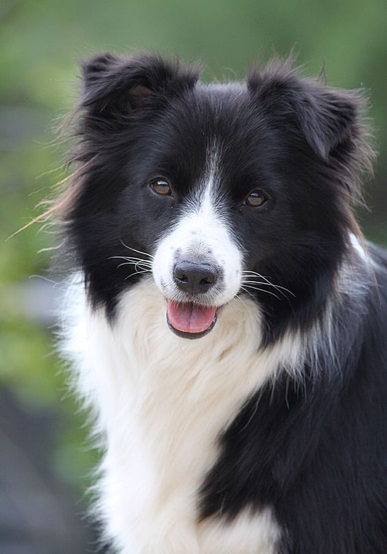 border collie dog