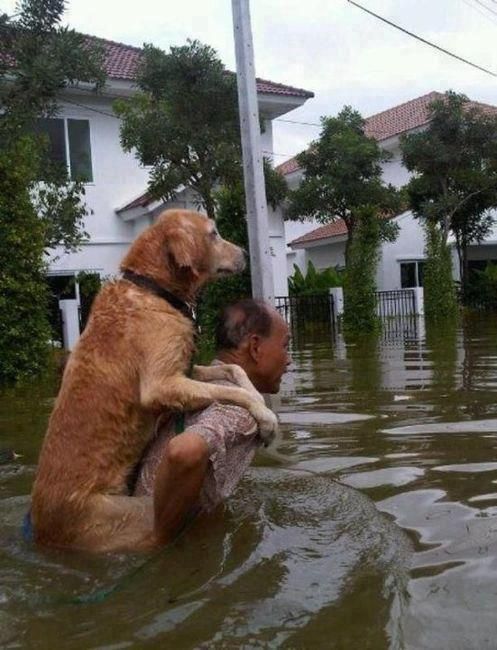 dog in philippines