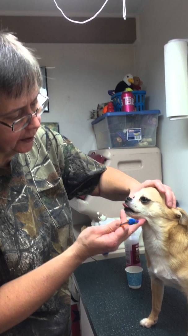 dogs teeth brush