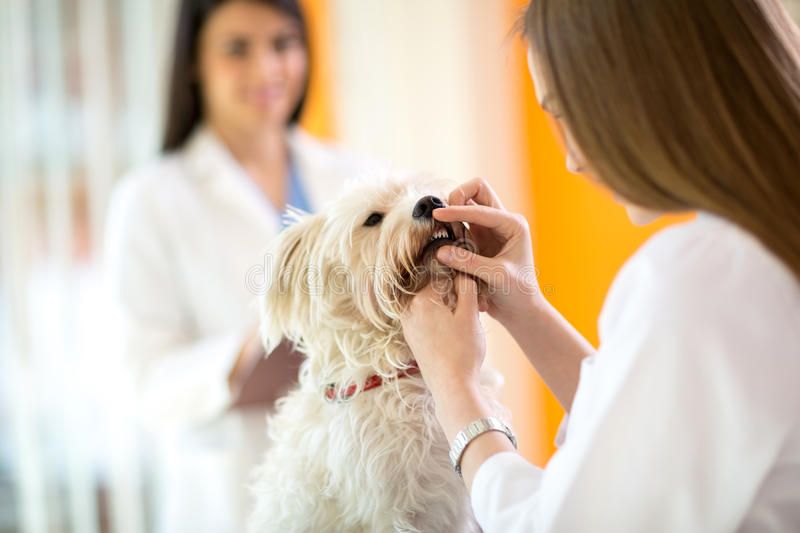 vet is checking dogs teeth