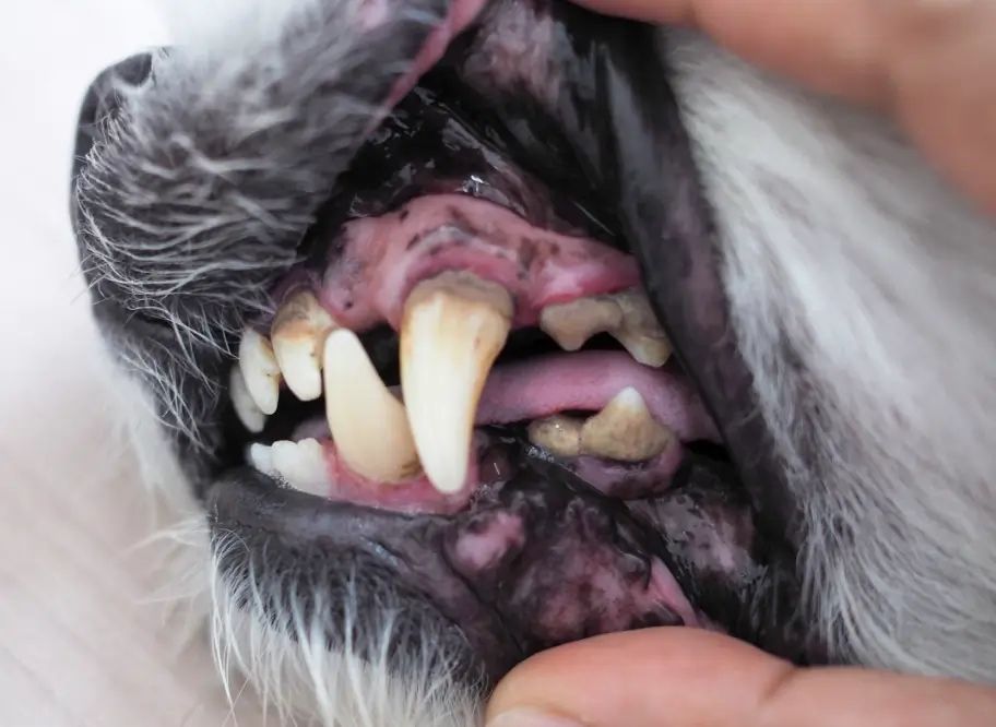 vet check dogs teeth