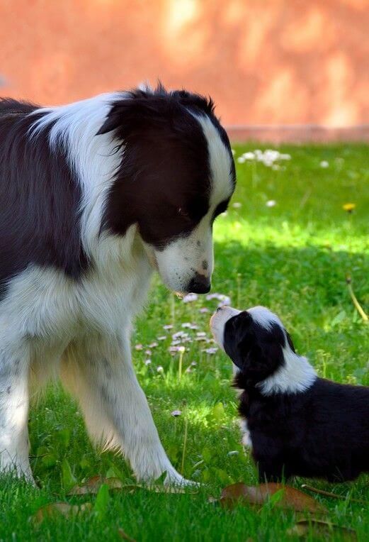 border collies