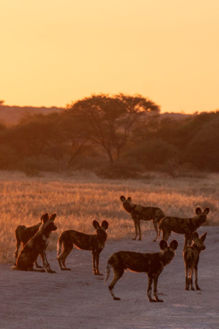 dog in africa