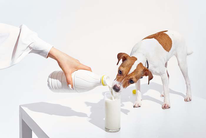 dog drinking milk