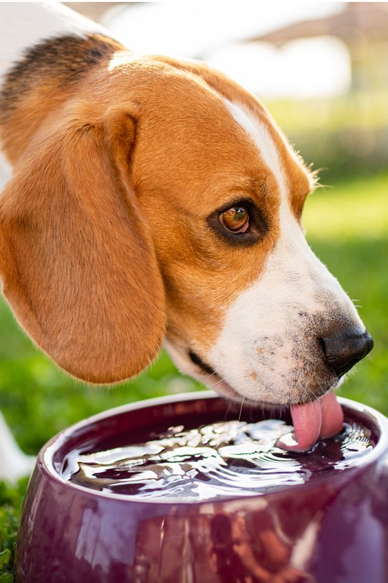 fresh water for dog