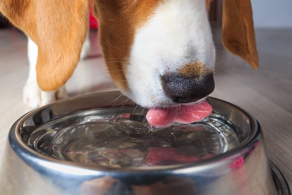 bowl for dogs drinking