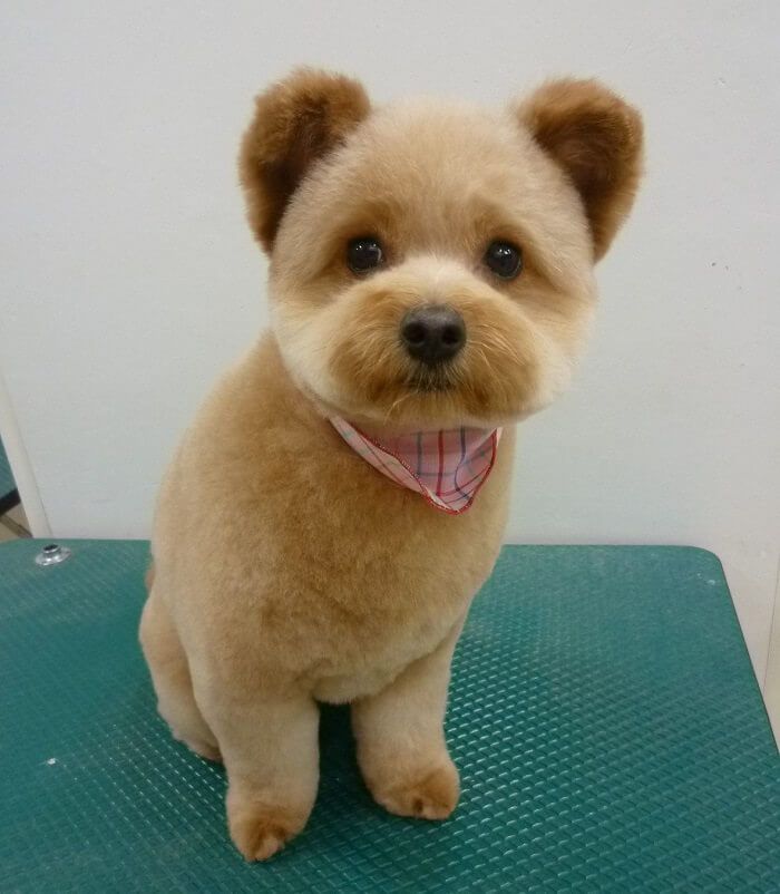 teddy bear cut dog