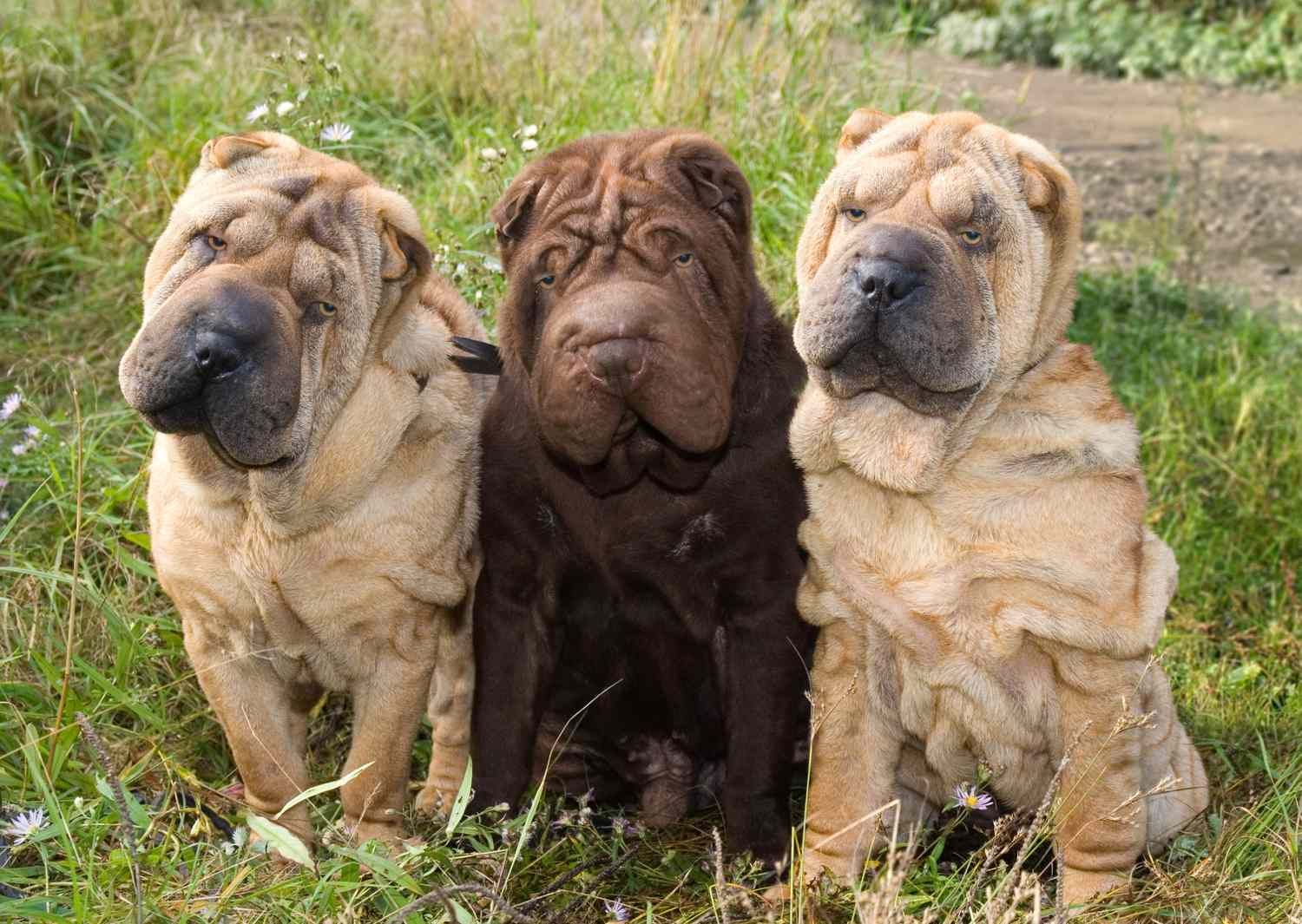 chinese shar pei dog