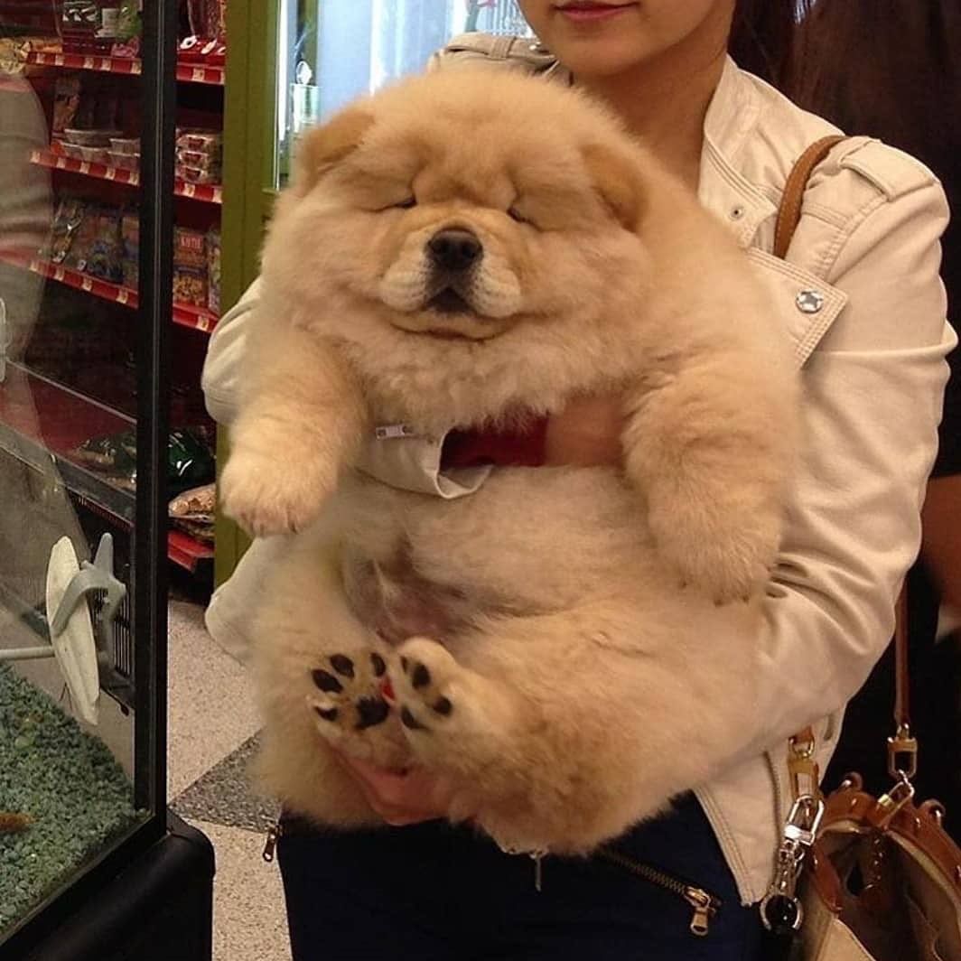 chow chow dog