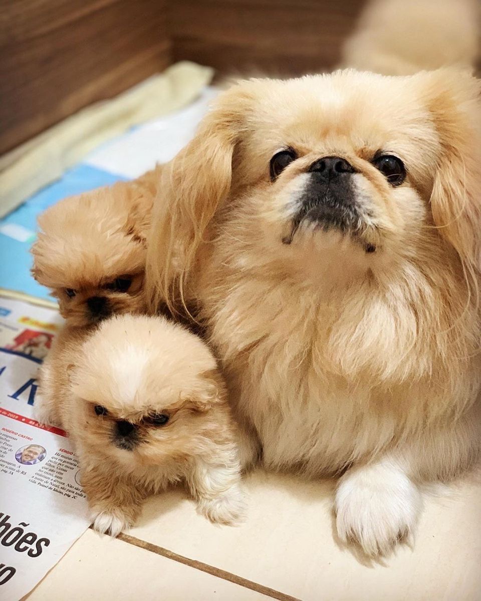 pekingese dog