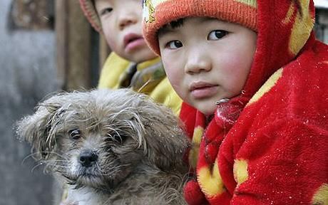 dogs in beijing