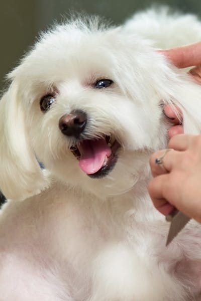 trimming small dogs hair