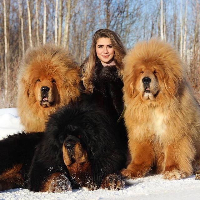 tibetan mastiff