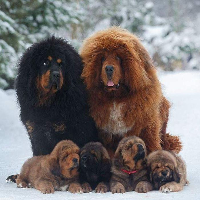 tibetan mastiff