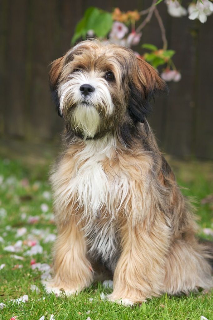 tibetan terrier