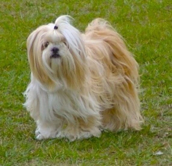 lhasa apso