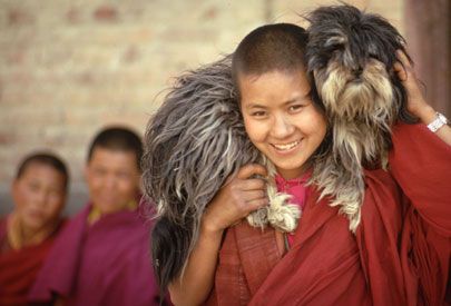 tibetan dogs