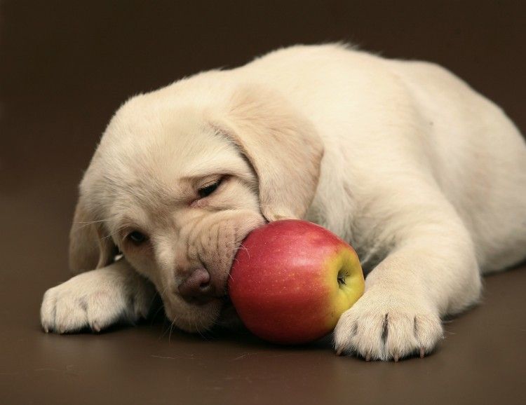 dog eating apple