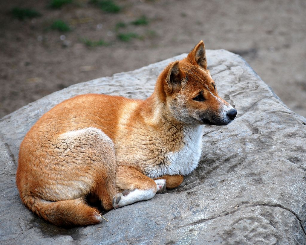 new guinea singing dog