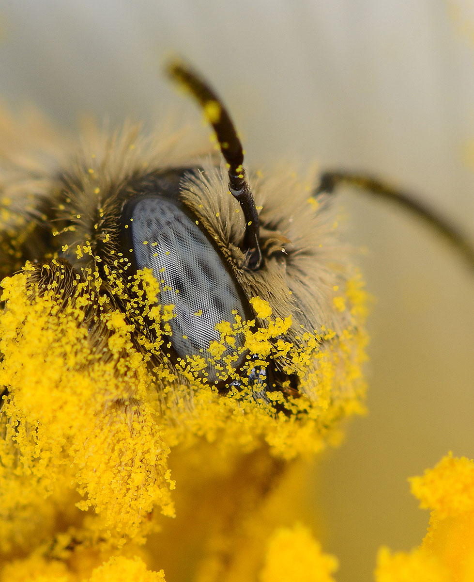 pollen