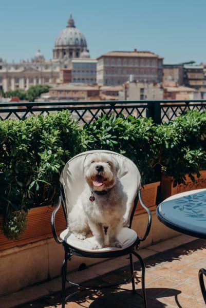 dogs in vatican