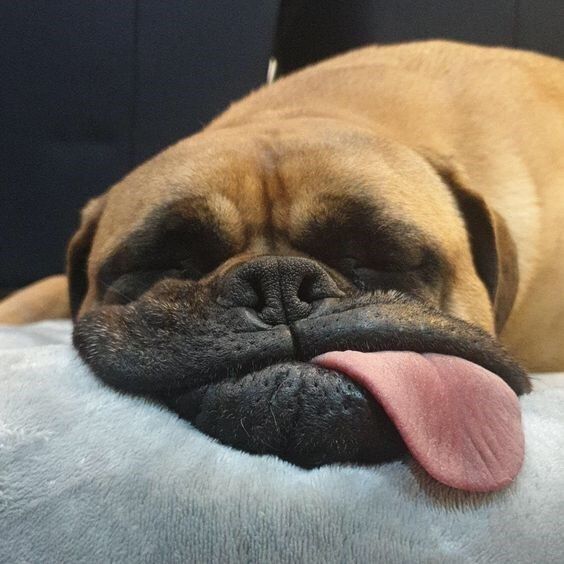 dog tongues out when sleeping