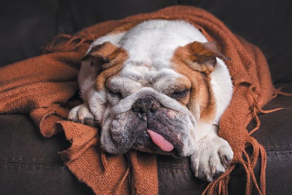 dog sleeping with tongues out