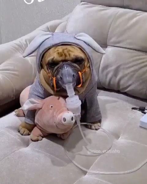 dog nebulizer