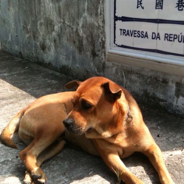 dog in macau