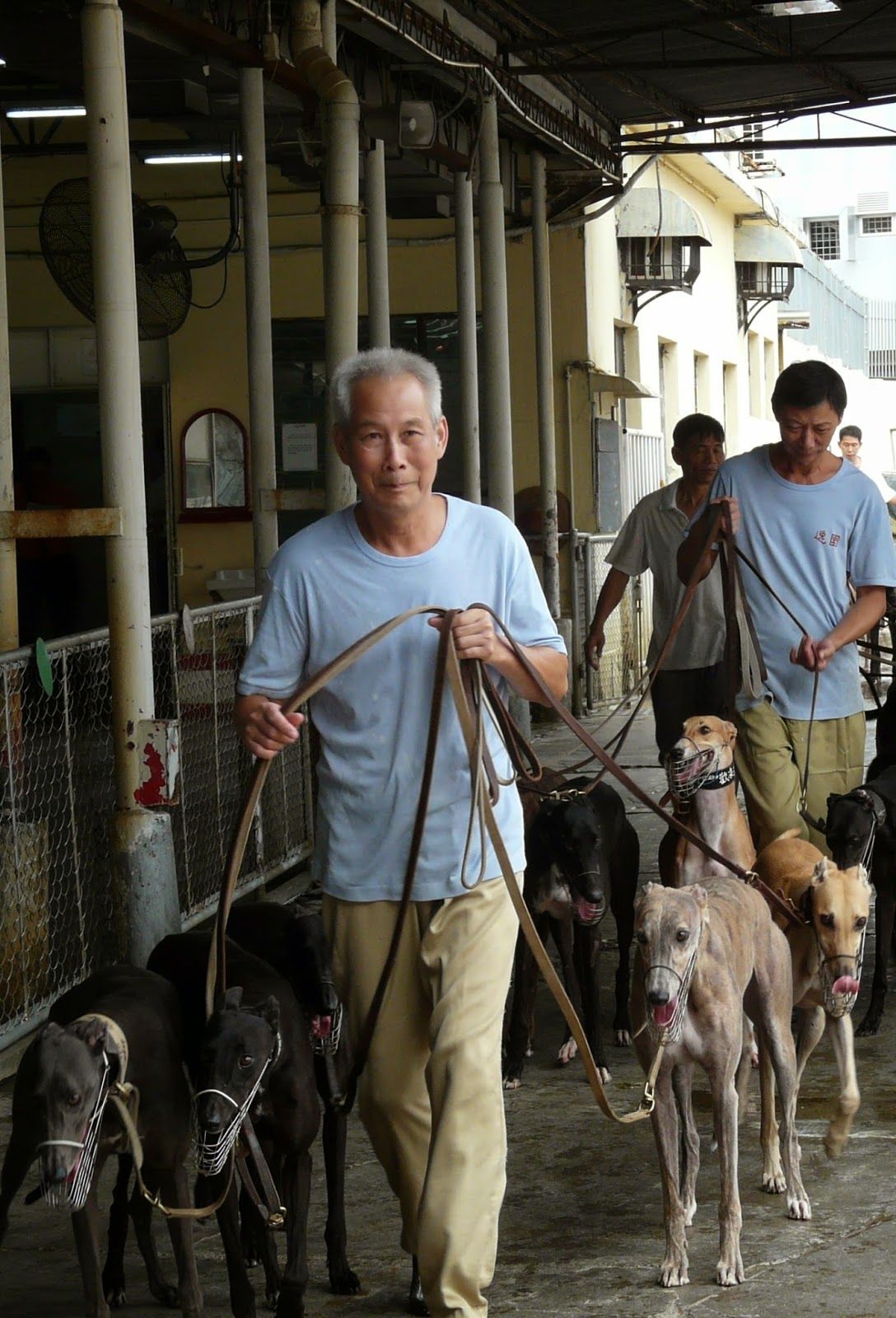 dog in macau