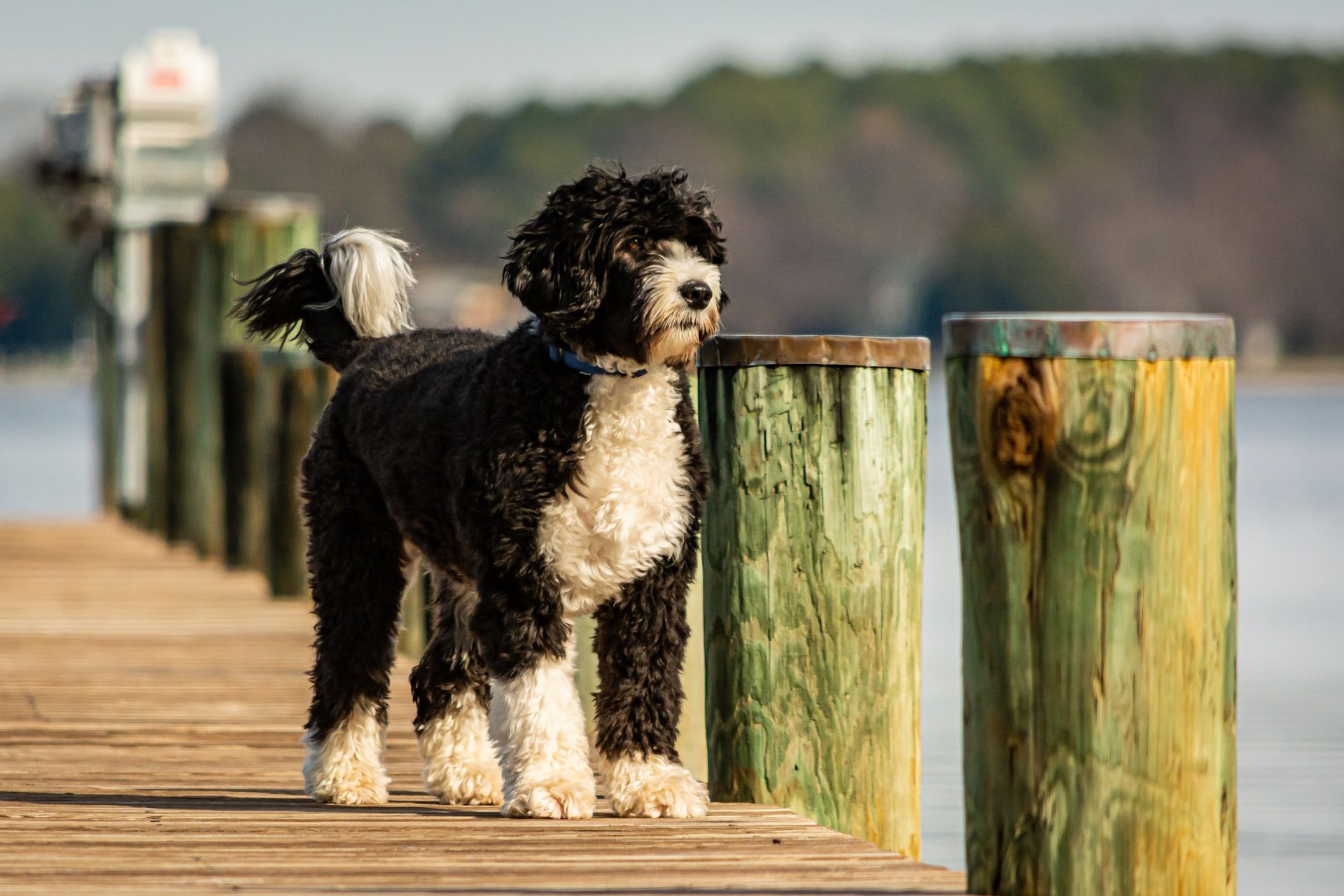 portuguese water dog