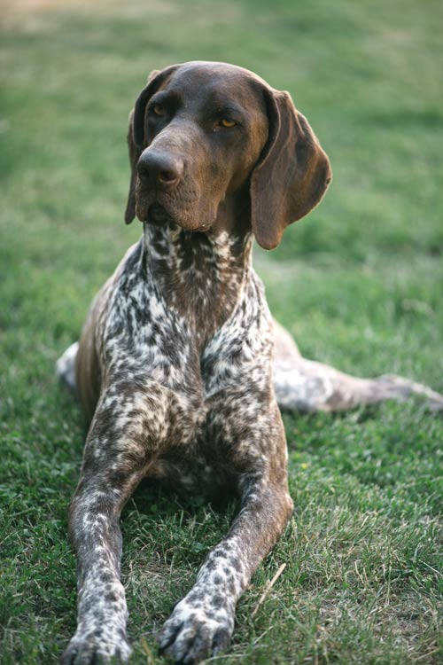 pointer dog