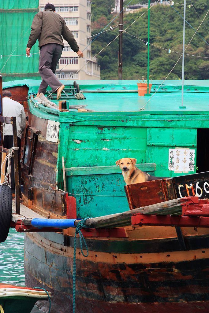 dogs in macau