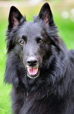 belgian shepherd