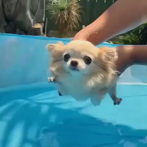 dog swimming