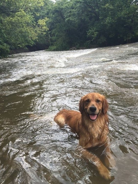 dog swimming