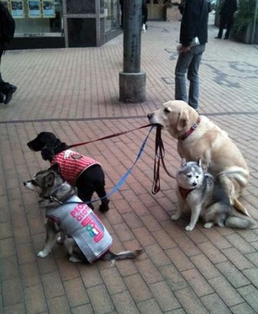 dog in hong kong