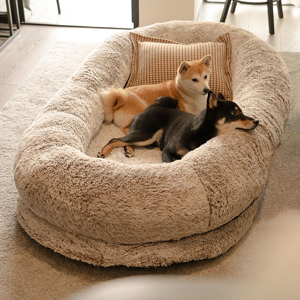 dog bed