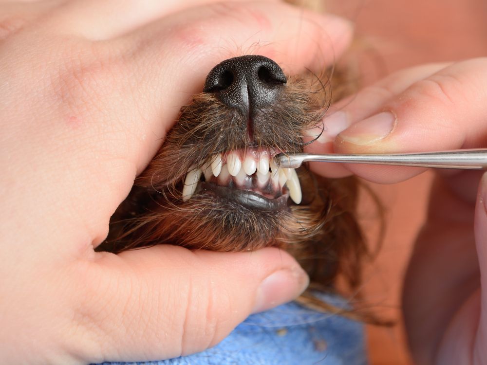 brushing dog teeth